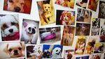 The Dog Cafe, Makan Bersama Anjing-anjing Lucu di Korsel