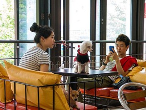 The Dog Cafe, Makan Bersama Anjing-anjing Lucu di Korsel