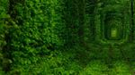 The Tunnel of Love, Terowongan Paling Romantis di Dunia