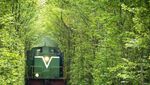 The Tunnel of Love, Terowongan Paling Romantis di Dunia