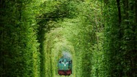 Kereta di Tunnel of Love (sumber: waveavenue.com)