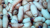 Ulat sagu, kuliner khas dari suku Kamoro. Dapat dimakan hidup-hidup ataupun diolah menjadi berbagai macam santapan