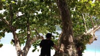 Menikmati Pemandangan Pantai dari Atas Pohon
