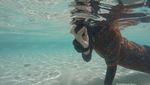 Tidak Ada Kata Capek Saat Liburan di Raja Ampat