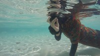 Berenang Bersama Hiu