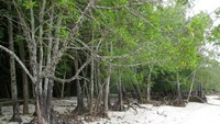 Sisi pantai dengan pohon-pohon rindang