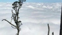 Gunung Mutis adalah satu-satunya gunung tertinggi di Pulau Timor. Pemandangan dari puncak Mutis ini memang tak ada duannya. Pemandangannya sangat-sangat menakjubkan.