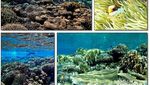 Tinalapu, Pulau dengan Perairan Sebening Kaca