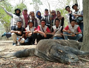 Tinggal 45 Hari Bersama Komodo, Seperti Ini Rasanya