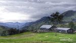 Tiom, Si Cantik di Pedalaman Papua