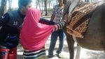 Tips Naik Kuda Bagi Anak-anak