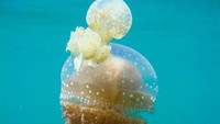 Ubur-ubur di Togean (dok. Bagus Sangaji Riwanto/ACI)