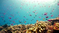 Kota reef, spot eksotis untuk para diver
