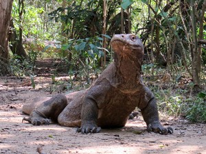 Trekking Seru Bertemu Si Komo di Pulau Komodo