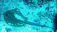 Sting ray di Gili Meno, Lombok