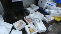 Inilah Ikan-ikan yang akan dikirim ke seluruh jepang