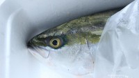 Ikan Segar Siap dijual