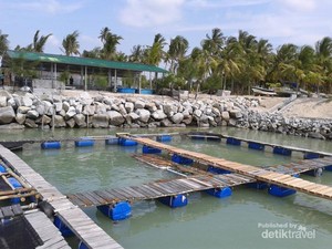 Tukik Babel, Tempat Penangkaran Penyu di Pulau Bangka