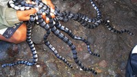 Ular-ular di Pulau Ular bisa dipegang oleh wisatawan karena mereka tidak akan menyerang (wisata-bima.blogspot.com)