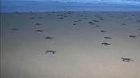 Pelepasan Anak Penyu ke Laut