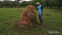 Sarang semut di pulau kumala
