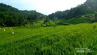 Pemandangan sawah yang mirip dengan suasana di Bali