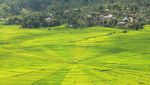 Unik! Sawah Berbentuk Jaring Laba-laba di Flores