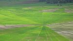 Unik! Sawah Berbentuk Jaring Laba-laba di Flores