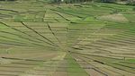 Unik! Sawah Berbentuk Jaring Laba-laba di Flores