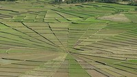 saat belum ditanami (sumber: blog.travelpod.com)