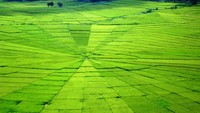 Sawah di Cancar seperti jaring laba-laba (sumber: iadventure.ru)