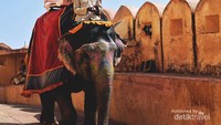 Naik gajah di Jaipur
