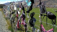 Pagar bra di Cadrona (news.com.au)