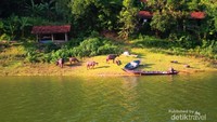 Kerbau-kerbau yang asyik bermain di pinggir waduk