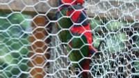 Sepasang nuri kepala hitan sedang menunggu giliran untuk dilepaskan (foto:keken/detikTravel)