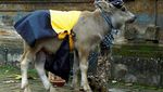 Wah! Ada Desa Untuk Sapi Putih di Bali
