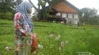 Taman bunga di Villa Afdeling Jampit