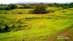 Wah! Bukit Teletubbies Ternyata Juga Ada di Bali