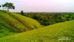 Wah! Bukit Teletubbies Ternyata Juga Ada di Bali