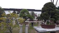 Taman bonsai dalam humble administrators garden