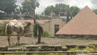 INGIN BERTEMU UNTA SEKALIGUS MENAIKINYA ? KAMU TIDAK PERLU KE MESIR, CUKUP KE YOGYA SAJA !