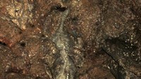 stalagtit berbentuk kepala naga