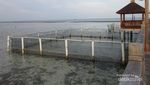 Wah, Ternyata 2 dari 7 Spesies Penyu Dunia Ada di Pulau Pram