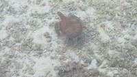 Penyu sisik dan Penyu Hijau Terdapat di Pulau Pramuka