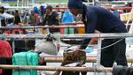 Wajah Pelelangan Ikan Paotere di Makassar
