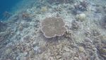 Wajib Coba Sekali Seumur Hidup: Free Dive di Pulau Kakaban