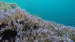 Wajib Coba Sekali Seumur Hidup: Free Dive di Pulau Kakaban