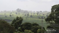 Pemandangan di kebun teh malabar