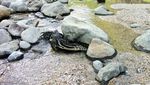 Watu Lumbung, Perawan Baru di Gunungkidul