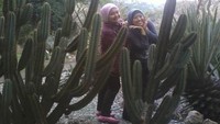 Diapit antara dua Cereus Tetragonus